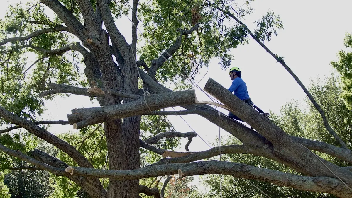 Professional Crown Thinning performed by certified arborists in Wilkes Barre